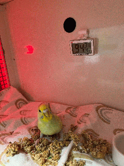 Parakeet