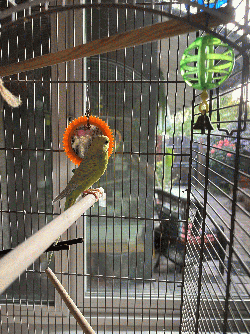 Parakeet