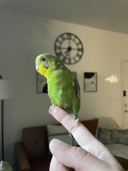 Parakeet