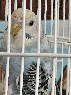 Lucille