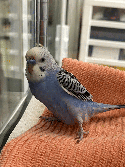 Parakeet