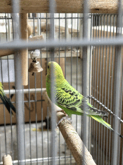 Parakeet