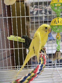 Parakeet