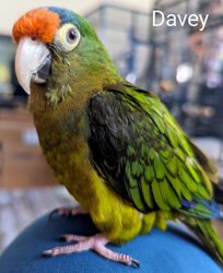 Conure