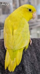 Parrotlet