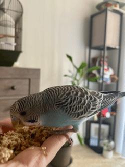 Parakeet