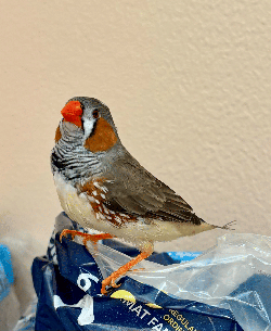 Finch/Canary