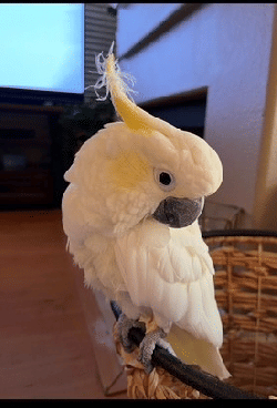 Cockatoo