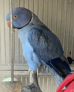 Ringneck