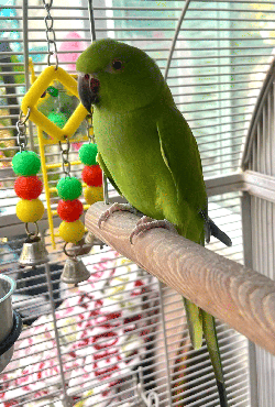 Ringneck