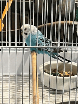 Parakeet