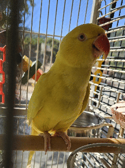 Ringneck