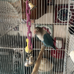 Lovebird