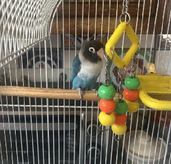 Lovebird