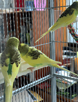 Parakeet