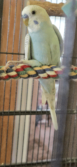 Parakeet