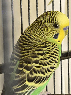Parakeet
