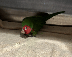 Conures of Telegraph Hill