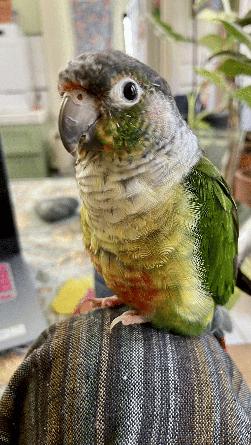 Conure