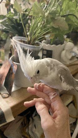 Cockatiel
