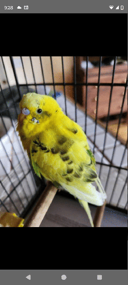 Parakeet