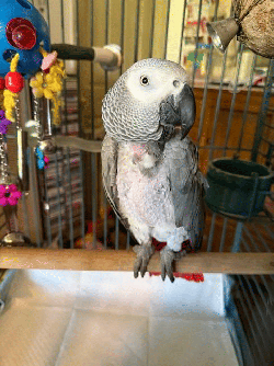 African Grey