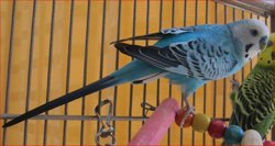 Parakeet