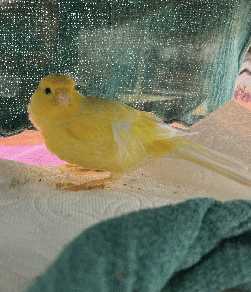 Finch/Canary