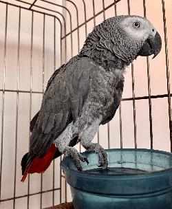 African Grey