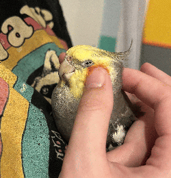 Cockatiel