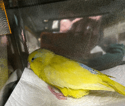 Parrotlet