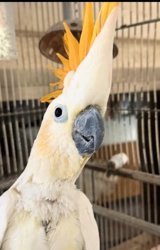Cockatoo