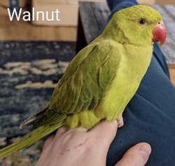 Ringneck
