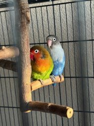 Lovebird