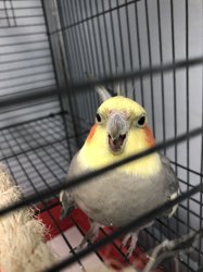 Cockatiel