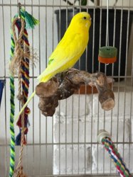 Parakeet
