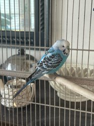 Parakeet
