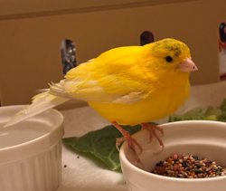 Finch/Canary