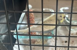 Parakeet