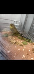 Parakeet