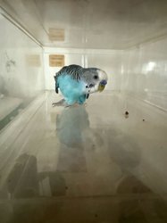 Parakeet