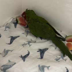 Conures of Telegraph Hill