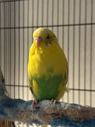 Parakeet