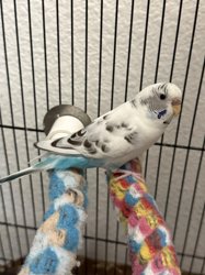 Parakeet