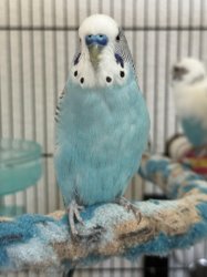 Parakeet