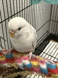 Parakeet
