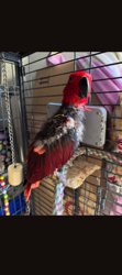 Eclectus