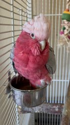Cockatoo