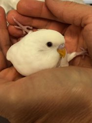 Parakeet