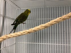 Parakeet